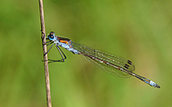 Common Spreadwing (Male, Lestes sponsa)